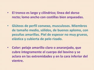 • El tronco es largo y cilíndrico; línea del dorso
recto; lomo ancho con costillas bien arqueadas.
• Glúteos de perfil convexo, musculosos. Miembros
de tamaño medio, sólidos, de buenos aplomo, con
pezuñas amarillas. Piel de espesor no muy grueso,
elástica y cubierta de pelo rizado.
• Color: pelaje amarillo claro o anaranjado, que
cubre íntegramente el cuerpo del bovino y se
aclara en las extremidades y en la cara inferior del
vientre.
 