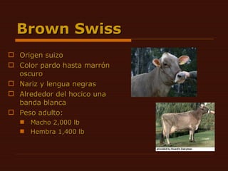 Brown Swiss Origen suizo Color pardo hasta marrón oscuro Nariz y lengua negras Alrededor del hocico una banda blanca Peso adulto: Macho 2,000 lb Hembra 1,400 lb