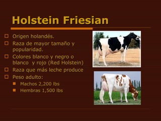 Holstein Friesian  Origen holandés. Raza de mayor tamaño y popularidad. Colores blanco y negro o blanco  y rojo (Red Holstein) Raza que más leche produce  Peso adulto: Machos 2,200 lbs Hembras 1,500 lbs 