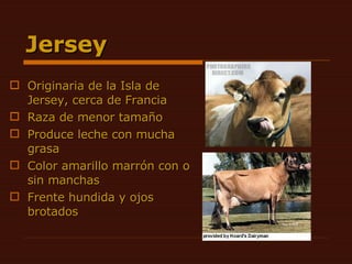 Jersey Originaria de la Isla de Jersey, cerca de Francia Raza de menor tamaño Produce leche con mucha grasa Color amarillo marrón con o sin manchas Frente hundida y ojos brotados 