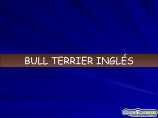 BULL TERRIER INGLÉS 