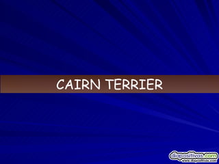 CAIRN TERRIER 
