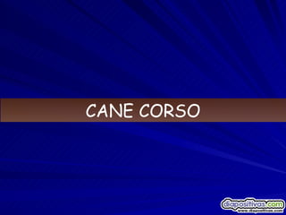 CANE CORSO 