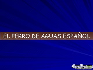 EL PERRO DE AGUAS ESPAÑOL 