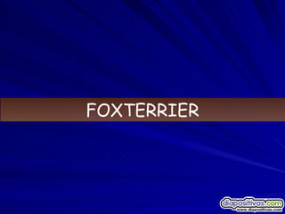 FOXTERRIER 