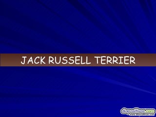 JACK RUSSELL TERRIER 