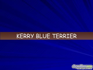 KERRY BLUE TERRIER 