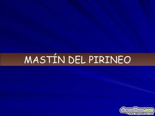 MASTÍN DEL PIRINEO 