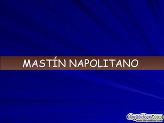 MASTÍN NAPOLITANO  