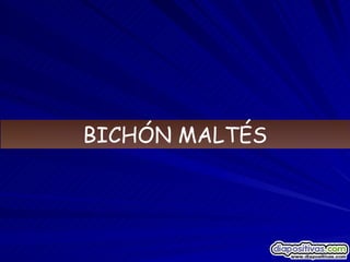 BICHÓN MALTÉS 