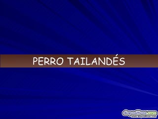 PERRO TAILANDÉS 