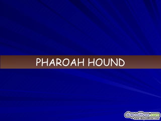 PHAROAH HOUND 