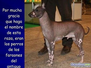 Por mucha gracia que haga el nombre de esta raza, eran los perros de los faraones del antiguo Egipto. 