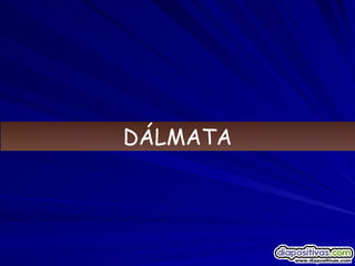 DÁLMATA 