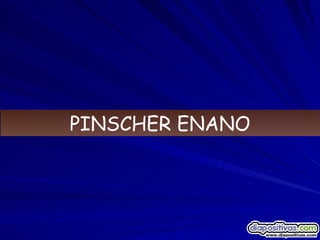 PINSCHER ENANO 