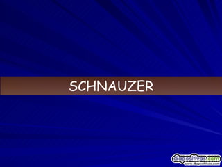 SCHNAUZER 
