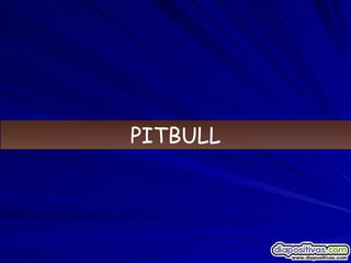 PITBULL 