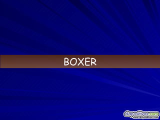 BOXER 