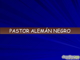 PASTOR ALEMÁN NEGRO 