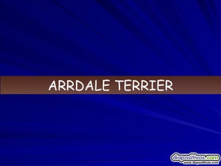 ARRDALE TERRIER 