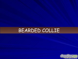 BEARDED COLLIE 