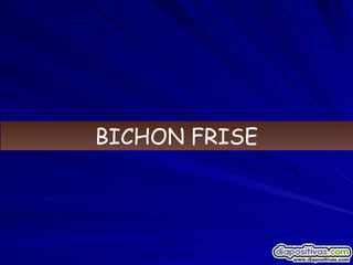 BICHON FRISE 