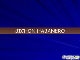 BICHON HABANERO 