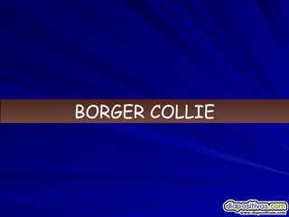 BORGER COLLIE 
