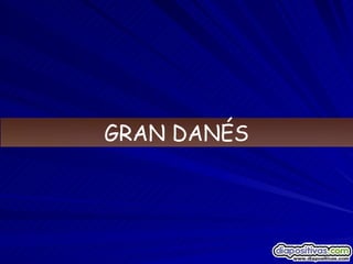 GRAN DANÉS 