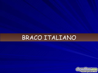 BRACO ITALIANO 
