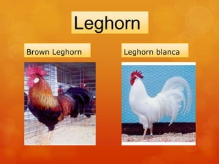 Leghorn
Brown Leghorn Leghorn blanca
 