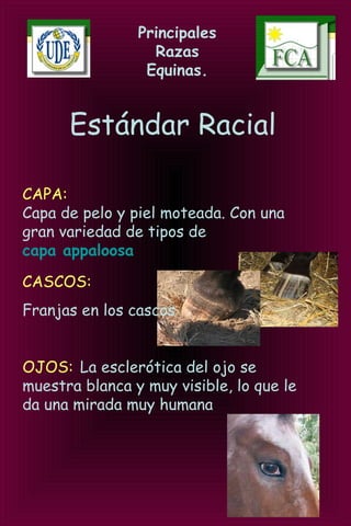 Principales
Razas
Equinas.
Estándar Racial
CAPA:
Capa de pelo y piel moteada. Con una
gran variedad de tipos de
capa appaloosa
CASCOS:
Franjas en los cascos
OJOS: La esclerótica del ojo se
muestra blanca y muy visible, lo que le
da una mirada muy humana.
 