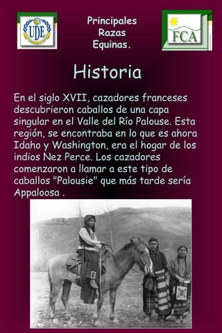 Principales
Razas
Equinas.
Historia
En el siglo XVII, cazadores franceses
descubrieron caballos de una capa
singular en el Valle del Río Palouse. Esta
región, se encontraba en lo que es ahora
Idaho y Washington, era el hogar de los
indios Nez Perce. Los cazadores
comenzaron a llamar a este tipo de
caballos "Palousie" que más tarde sería
Appaloosa .
 