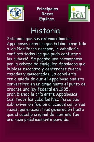 Principales
Razas
Equinas.
Historia
Sabiendo que sus extraordinarios
Appaloosas eran los que habían permitido
a los Nez Perce escapar, la caballería
confiscó todos los que pudo capturar y
los subastó. Se pagaba una recompensa
por la cabeza de cualquier Appaloosa que
hubiese escapado y centenares fueron
cazados y masacrados. La caballería
tenía miedo de que el Appaloosa pudiera
convertirse en un arma hasta el punto de
crearse una ley federal en 1935,
prohibiendo la cría entre Appaloosas.
Casi todos los caballos Nez Perce que
sobrevivieron fueron cruzados con otras
razas, generación tras generación hasta
que el caballo original de montaña fue
una raza prácticamente perdida.
 
