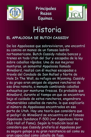 Principales
Razas
Equinas.
Historia
EL APPALOOSA DE BUTCH CASSIDY
De los Appaloosas que sobrevivieron, uno encontró
su camino en manos de un famoso ladrón
norteamericano. Butch Cassidy robaba bancos y
trenes en todo Utah del Sur y escapaba de la ley
sobre caballos rápidos. Una de sus mejores
monturas, un semental Appaloosa llamado
MineGard, realizó con él muchas escapadas a
través del Condado de San Rafael y Norte de
Hole In The Wall, su refugio en Wyoming. Cassidy
y su grupo eran amigos de algunos rancheros de
esa área remota, a menudo cambiando caballos
exhaustos por monturas frescas. Es probable que
MineGard, durante el tiempo en que se encontrara
bajo el cuidado de estos rancheros, engendrara
innumerables caballos de rancho, lo que explicaría
el número de Appaloosas encontrados en esa
parte de Utah. Hay una teoría que considera que
el pedigrí de MineGard se encuentra en el famoso
Appaloosa Sundance F-500 (ver Appaloosa Horse
Club Hall of Fame). Según la tradición local se
considera que Cassidy prefería al Appaloosa por
su seguro galope y su gran resistencia así como su
gran capacidad como caballo de fuga.
 