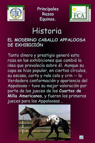 Principales
Razas
Equinas.
Historia
EL MODERNO CABALLO APPALOOSA
DE EXHIBICIÓN
Tanto dinero y prestigio generó esta
raza en las exhibiciones que cambió la
idea que prevalecía sobre él. Aunque su
capa se hizo popular, en ciertos círculos,
su escasa, corta y rala cola y crin -- la
Verdadera conformación y apariencia del
Appaloosa – tuvo su mejor valoración por
parte de los jueces de los Cuartos de
Milla Americanos, y fueron los primeros
jueces para los Appaloosas...
 