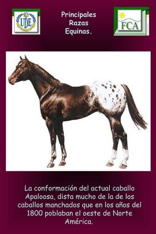 Principales
Razas
Equinas.
La conformación del actual caballo
Apaloosa, dista mucho de la de los
caballos manchados que en los años del
1800 poblaban el oeste de Norte
América..
 