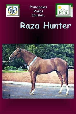 Principales
Razas
Equinas.
Raza Hunter
 