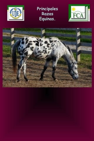 Principales
Razas
Equinas.
 