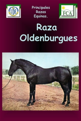 Principales
Razas
Equinas.
Raza
Oldenburgues
 