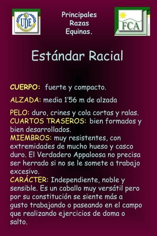 Principales
Razas
Equinas.
Estándar Racial
CUERPO:: fuerte y compacto.
ALZADA: media 1’56 m de alzada
PELO: duro, crines y cola cortas y ralas.
CUARTOS TRASEROS: bien formados y
bien desarrollados.
MIEMBROS: muy resistentes, con
extremidades de mucho hueso y casco
duro. El Verdadero Appaloosa no precisa
ser herrado si no se le somete a trabajo
excesivo.
CARÁCTER: Independiente, noble y
sensible. Es un caballo muy versátil pero
por su constitución se siente más a
gusto trabajando o paseando en el campo
que realizando ejercicios de doma o
salto.
 