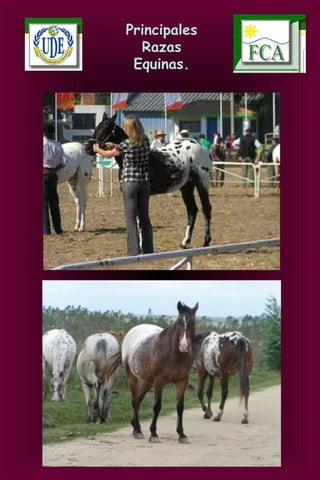 Principales
Razas
Equinas.
 
