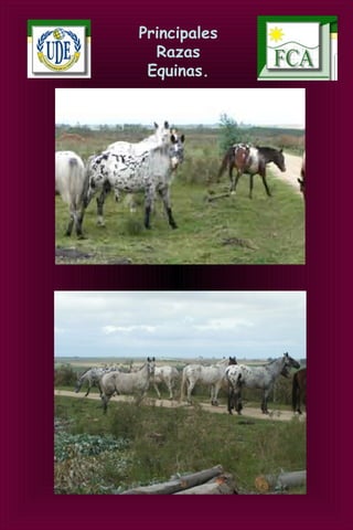 Principales
Razas
Equinas.
 
