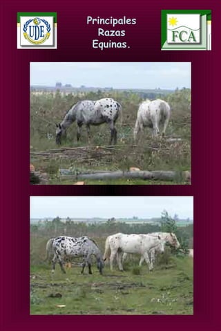 Principales
Razas
Equinas.
 