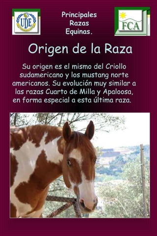 Principales
Razas
Equinas.
Origen de la Raza
Su origen es el mismo del Criollo
sudamericano y los mustang norte
americanos. Su evolución muy similar a
las razas Cuarto de Milla y Apaloosa,
en forma especial a esta última raza.
 