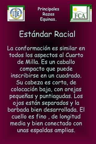 Principales
Razas
Equinas.
Estándar Racial
La conformación es similar en
todos los aspectos al Cuarto
de Milla. Es un caballo
compacto que puede
inscribirse en un cuadrado.
Su cabeza es corta, de
colocación baja, con orejas
pequeñas y puntiagudas. Los
ojos están separados y la
barbada bien desarrollada. El
cuello es fino , de longitud
media y bien conectado con
unas espaldas amplias.
 