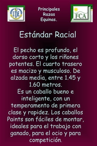 Principales
Razas
Equinas.
Estándar Racial
El pecho es profundo, el
dorso corto y los riñones
potentes. El cuarto trasero
es macizo y musculoso. De
alzada media, entre 1.45 y
1.60 metros.
Es un caballo bueno e
inteligente, con un
temperamento de primera
clase y rapidez. Los caballos
Paints son fáciles de montar,
ideales para el trabajo con
ganado, para el ocio y para
competición.
 