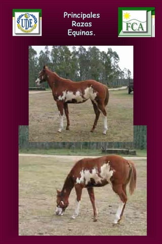Principales
Razas
Equinas.
 