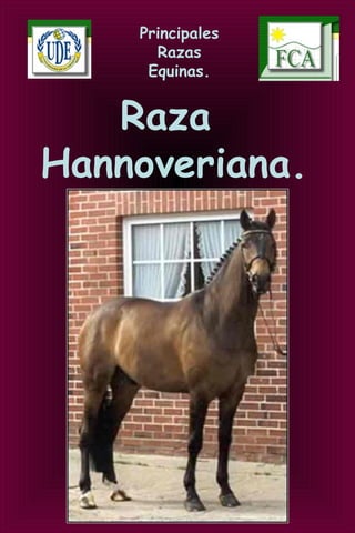 Principales
Razas
Equinas.
Raza
Hannoveriana.
 