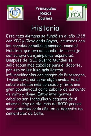 Principales
Razas
Equinas.
Historia
Esta raza alemana se fundó en el año 1735
con SPC y Clevelands Bayos, cruzados con
los pesados caballos alemanes, como el
Holstein, que era un caballo de carruaje
con sangre de ejemplares españoles.
Después de la II Guerra Mundial se
solicitaban más caballos para el deporte,
por eso se les hizo más ligeros
influenciándolos con sangre de Purasangre,
Trakehners, así como algún árabe. Es el
caballo alemán más conocido y tiene una
gran popularidad como caballo de concurso
de salto y doma. Estos inteligentes
caballos son tranquilos y seguros de sí
mismos. Hoy en día, más de 8000 yeguas
son cubiertas cada año, en el depósito de
sementales de Celle.
 